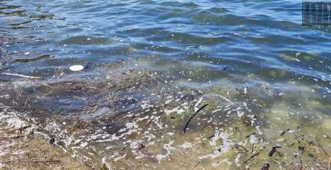 Schiuma, bolle e rifiuti: il mare barese, d'estate, si sporca sempre. Ecco il motivo